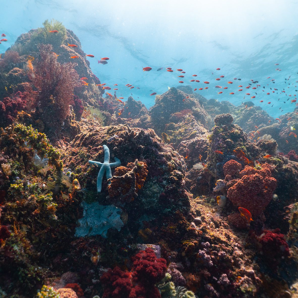 Underwater Photo - Bangka Reef