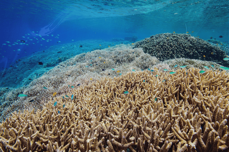 Discover a Coral Paradise with Ocean Gardener and Murex Resorts in