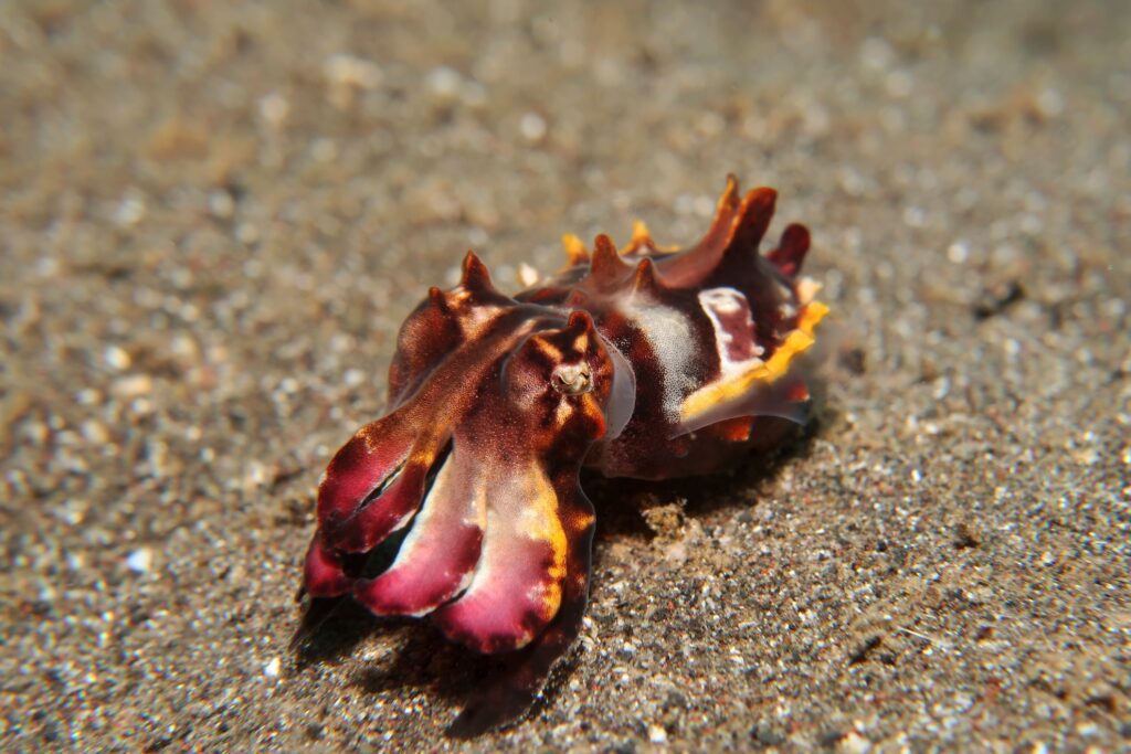 Flamboyant Cuttlefish from top left Top 5 Marine Animals in Bangka - Flamboyant cuttlefish