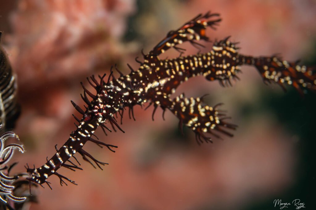 Ghost Pipefish - Morgan Riggs Top 5 Marine Animals in Bangka - Ghost Pipefish