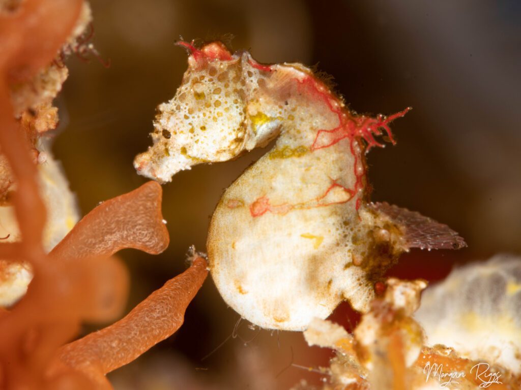 Pontohi PigmySeahorse Top 5 Marine Animals in Bangka - Pontohi Pigmy Seahorse
