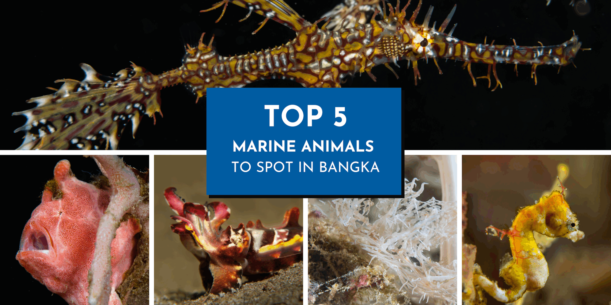Top 5 Marine Animals