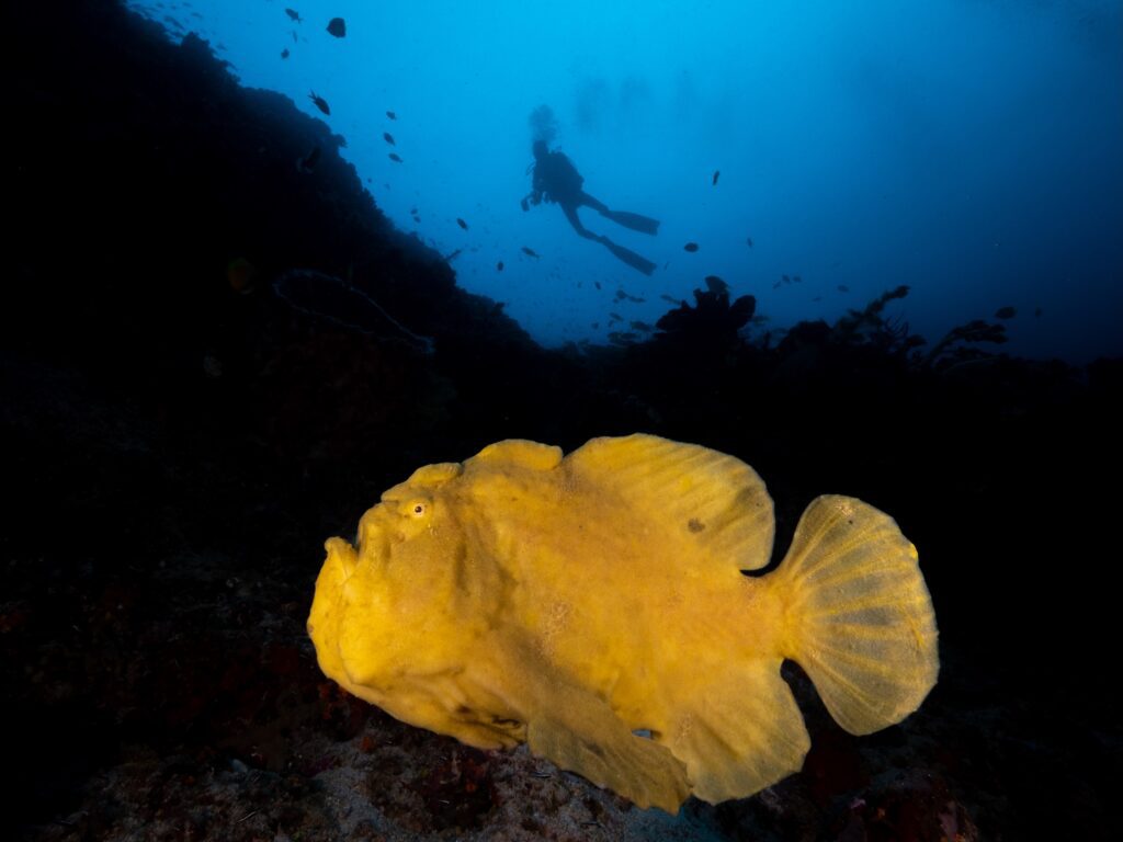 Wide Angle, Giant Frog Fish, Yellow-2 Top 5 Marine Animals in Bangka - Frogfish
