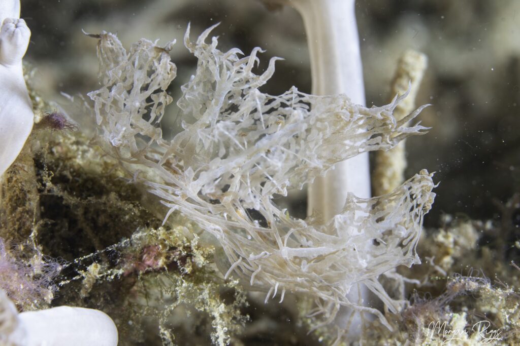 melibe colemani Top 5 Marine Animals in Bangka - Melibe Colemani