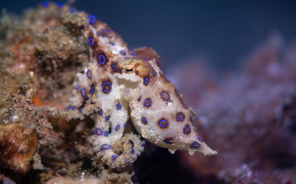 Blue Ring Octopus - TK3
