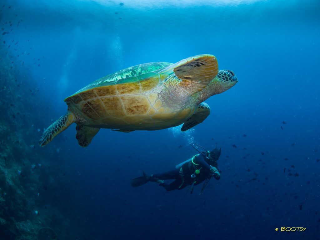 Lekuan - Turtle Walls
