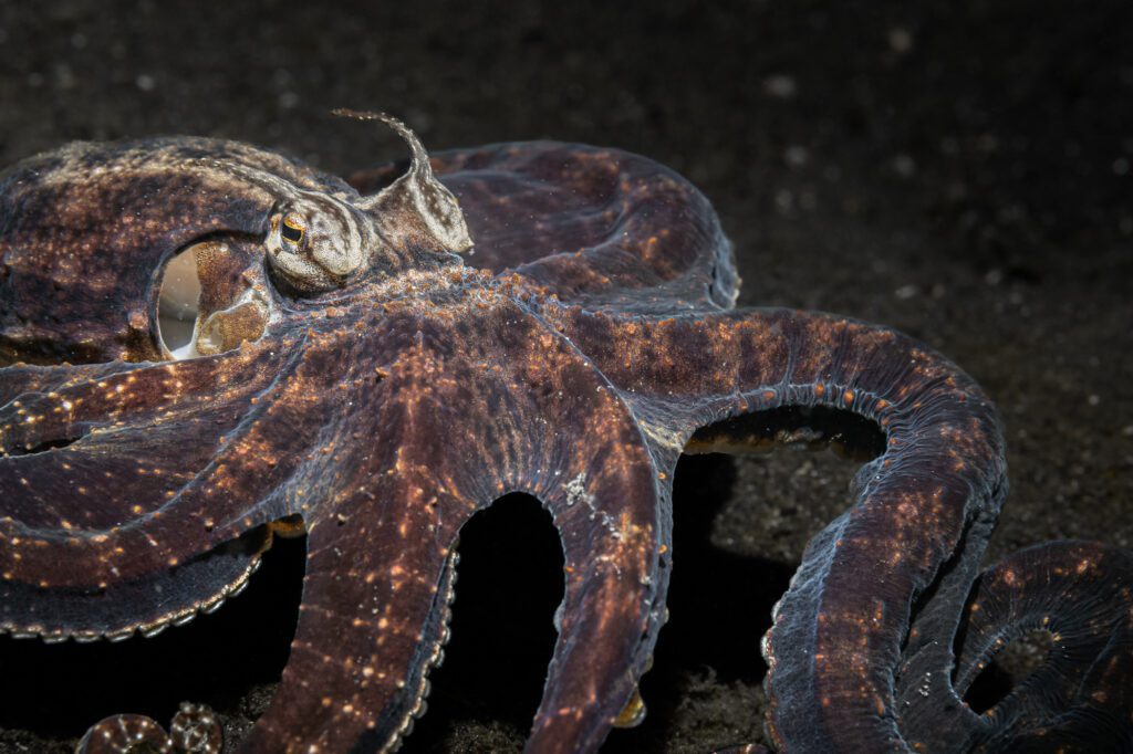 Mimic Octopus - Nudi Falls