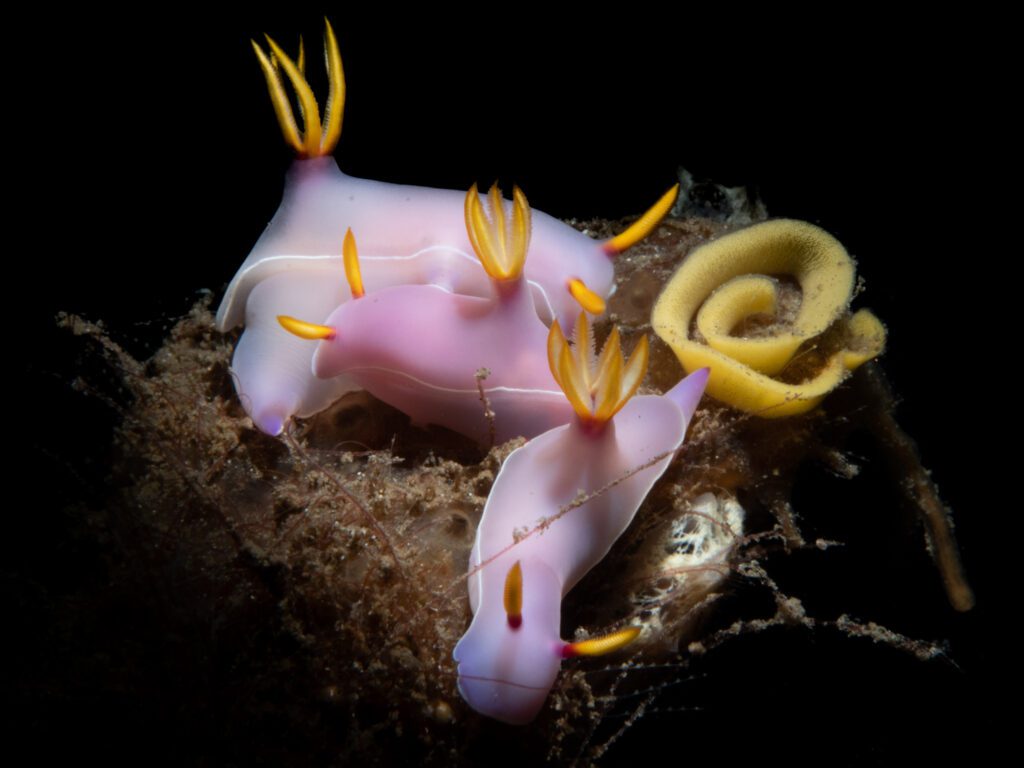 Nudibranch - Nudibranch