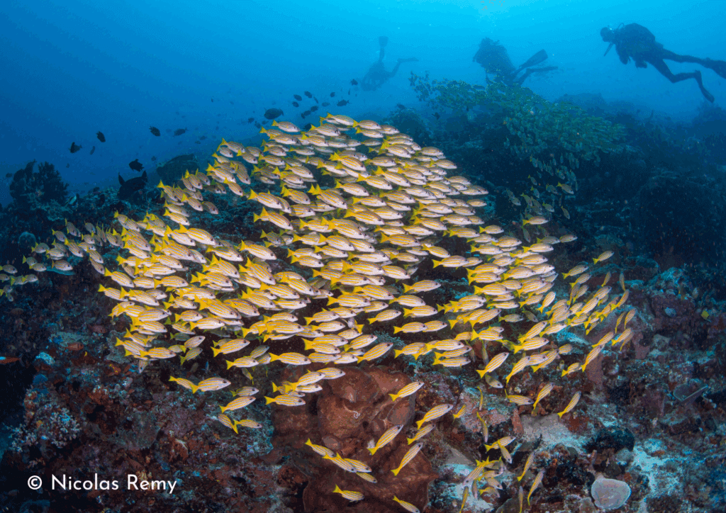 Sahaung - Nicolas Remy Sahuang - Yellow Snapper - Diving Bangka