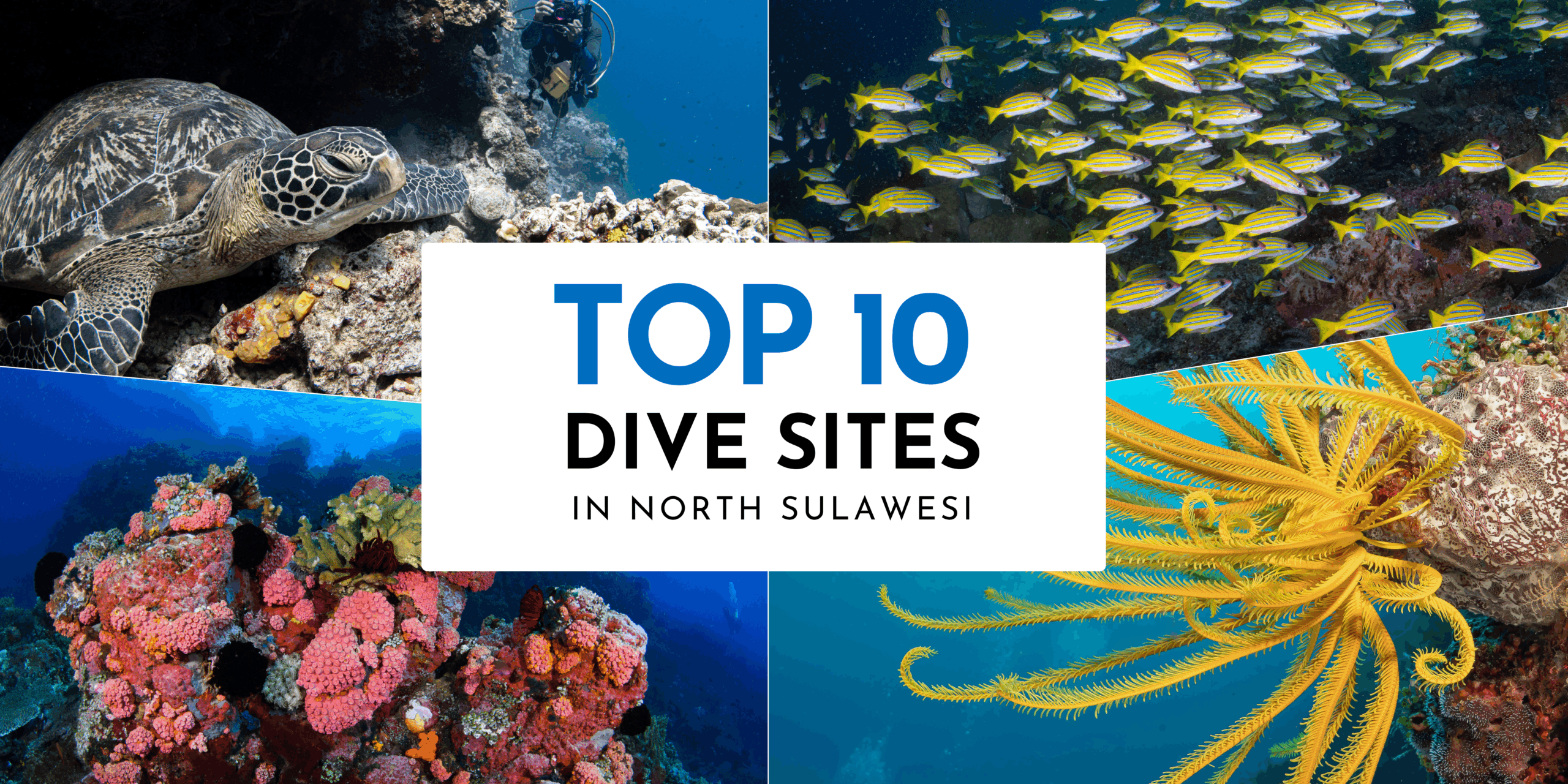 top 10 dives sites in North Sulawesi