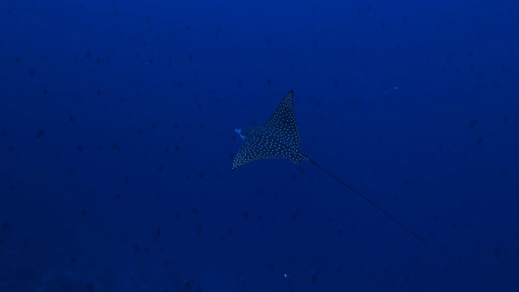 Eagle Rays