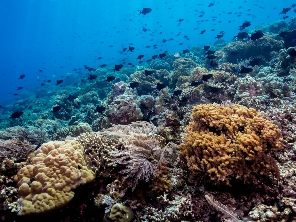 Pyramid butterflyfish and redtooth triggerfish in Bunaken Pyramid butterflyfish and redtooth triggerfish in Bunaken