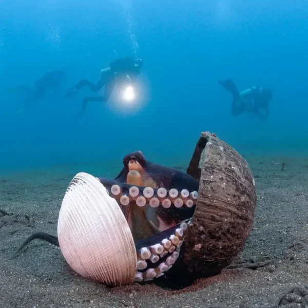 1-cfwa-coconut-octopus-portrait-939x1080