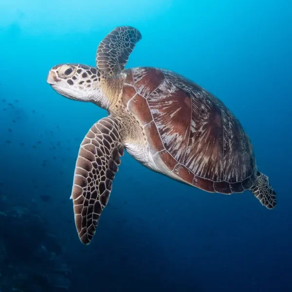 3-bunaken-902x1080 (1)