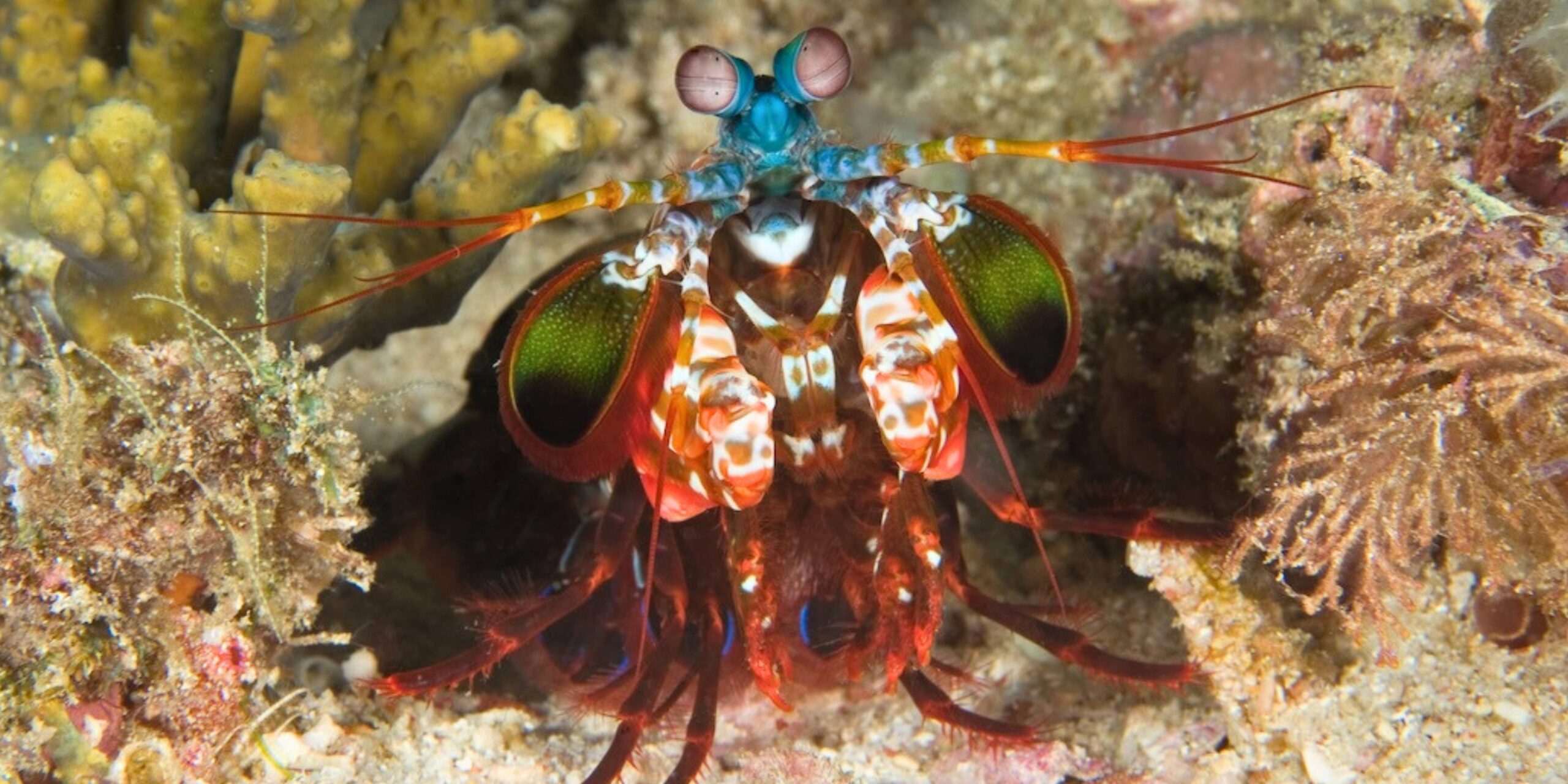 mantis shrimp